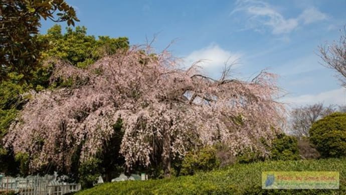花巡り開始