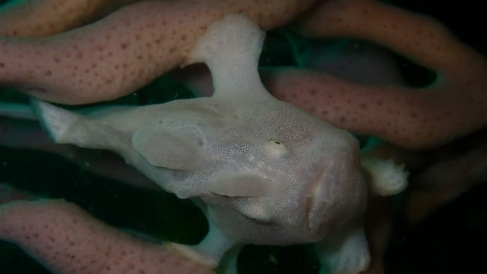 海からのお便り(^^)/