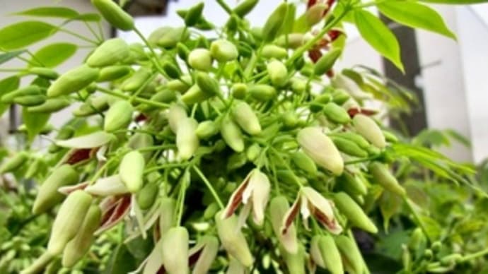 郁子(ムベ)の花が咲いていた。