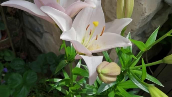想定以上に小顔注射が好評 百合の花が咲きました