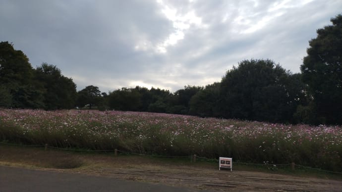 秋桜は73位よ!
