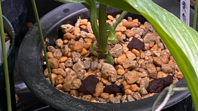 植え替えは進むよどこまでもw