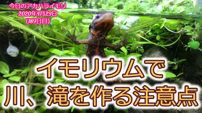 イモリウム 川、滝を作る注意点:イモリウムとイモリの飼育方法2020年4月29日