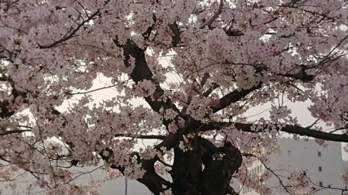 桜。2021.03。