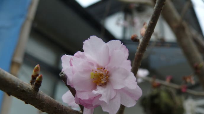 一関市東山町「柴宿団地」の四季桜　2024年4月3日（水）