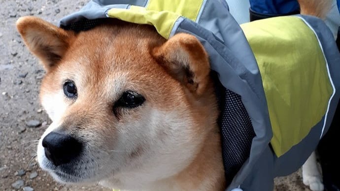コマちゃんのレインコートデビューと独り言