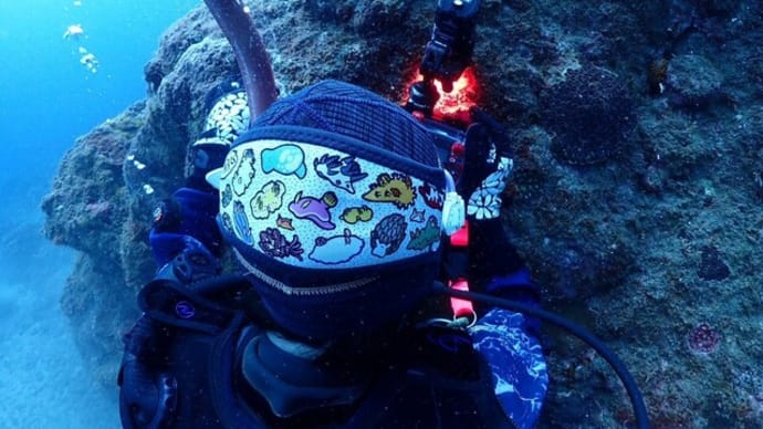 屋久島でダイビング⑤ 海編