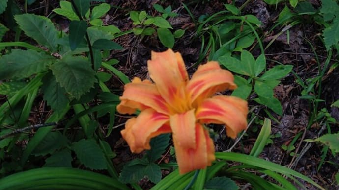籔萱草〜ヤブカンゾウとか忘れ草などと