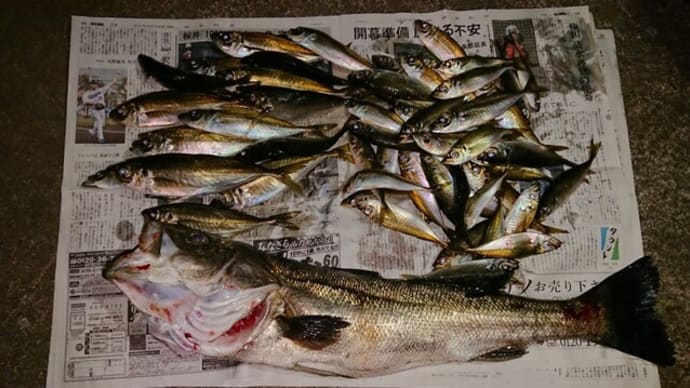 鯵釣りと玉ねぎ料理
