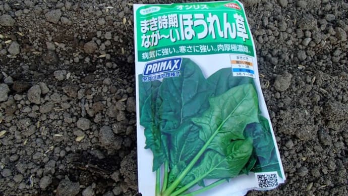 ほうれん草の種蒔きと白菜ほまれの極みの定植