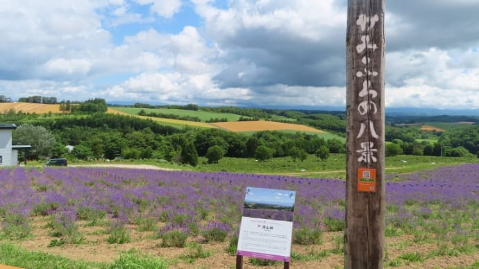 富良野の親戚の家までの花人街道🌺