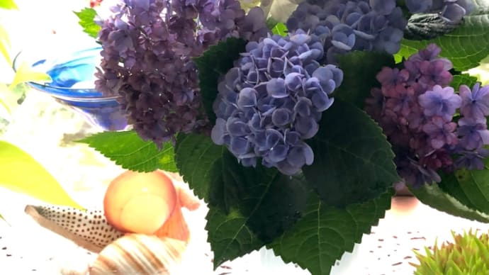 紫陽花
