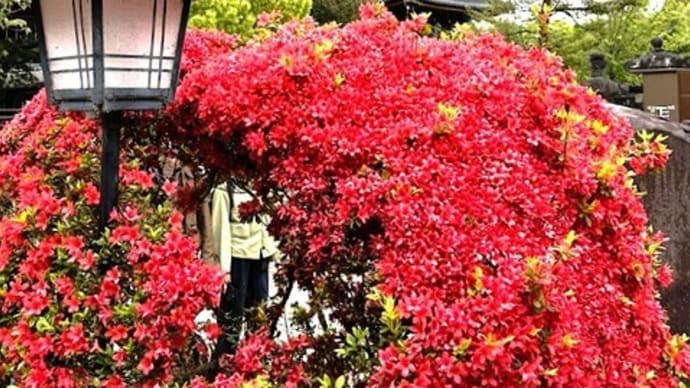 「春の花・他」/東照宮ぼたん苑
