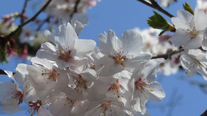 一関市「釣山公園」のシキザクラ（四季桜）満開！　2023年4月2日（日）
