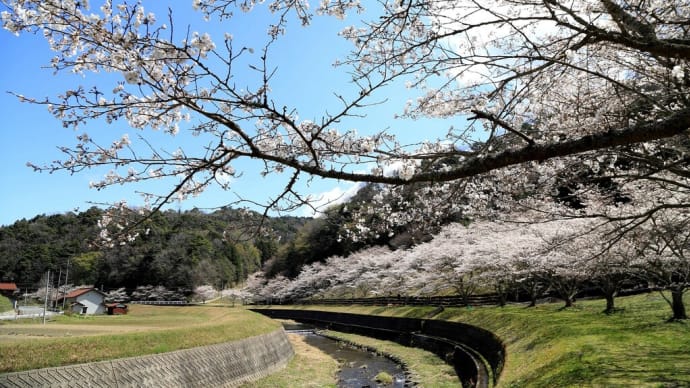 【 隣り町の川桜 】
