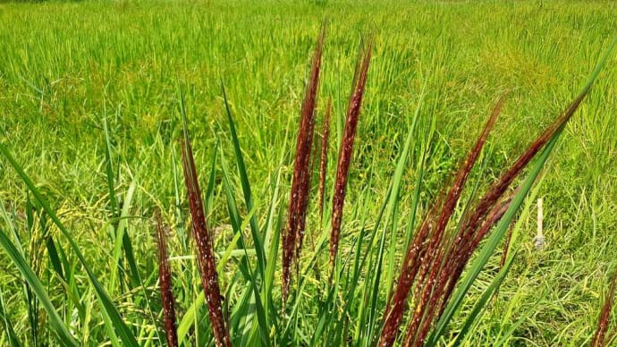 自然農稲作教室 9月 稲の開花交配の季節に 2024