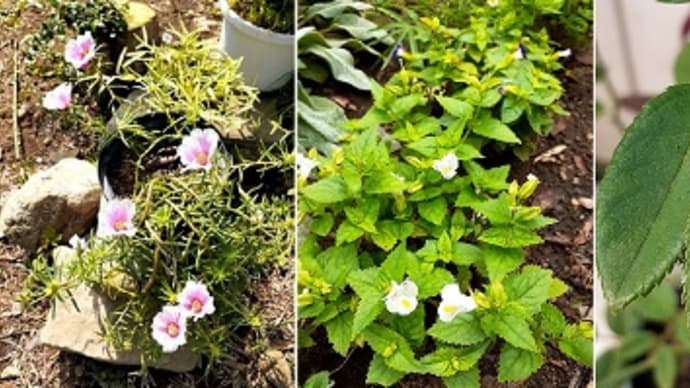 バラに虫?今朝は大輪マツバボタンがいっぱい咲いてたとです( *´艸`)