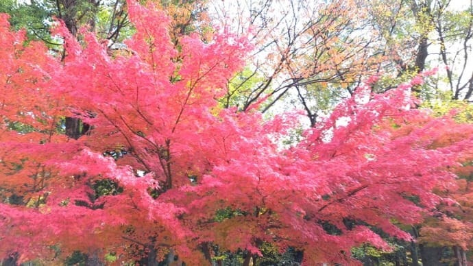 燃える秋・・・大阪城公園の紅葉