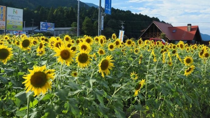 季節外れのひまわり畑~池田温泉