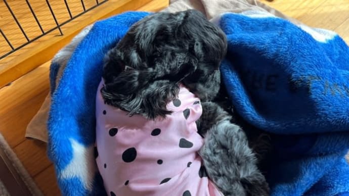 寒がりベス🐕🦺と午後の散歩
