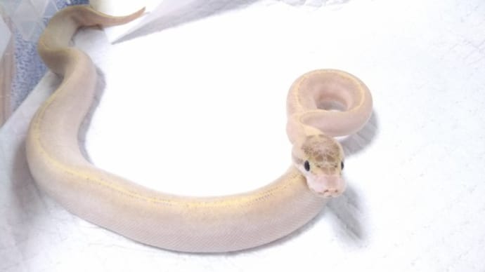 オコリン坊(?)ウリちゃん、家に着て初めての脱皮