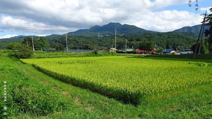 稲田、幸の集大成・・・