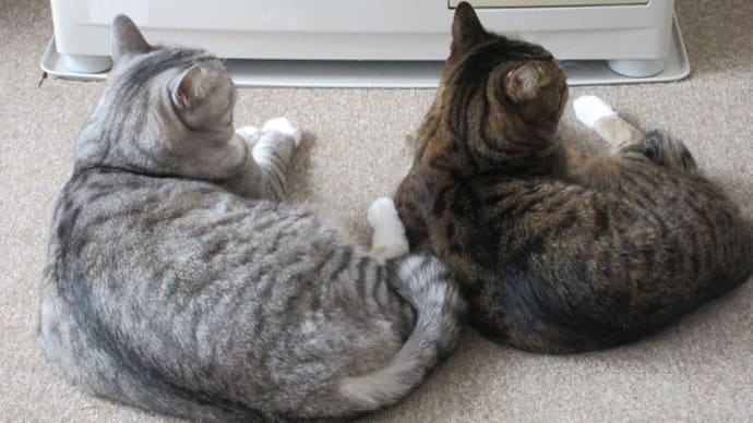 お揃い猫