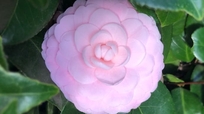 和菓子のような山茶花 ヘレンと散歩
