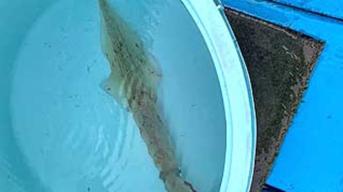 F様のヤリイカ釣行(鹿島港、KFB清栄丸)。