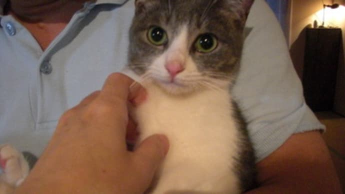 ビビちゃんトライアルに