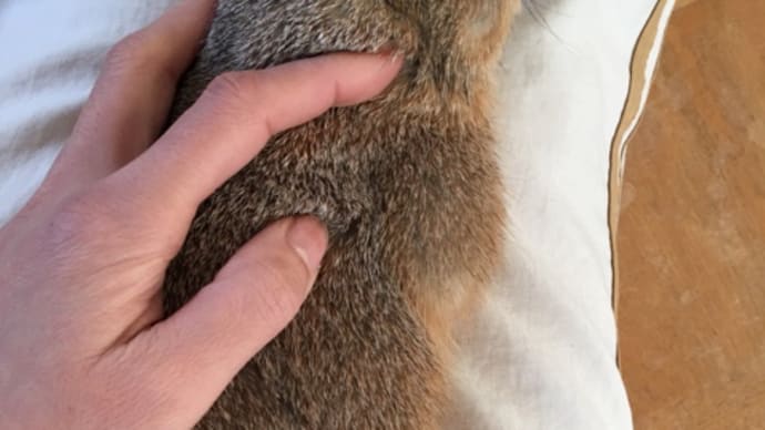 ゆめ 3歳になりました(((o(*゚▽゚*)o)))♡