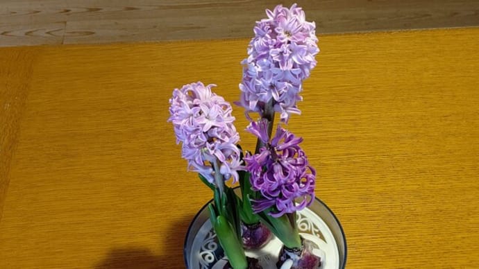 ヒヤシンス