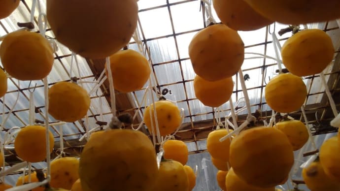 今年の柿は大量で干し柿より柿酢が大量に
