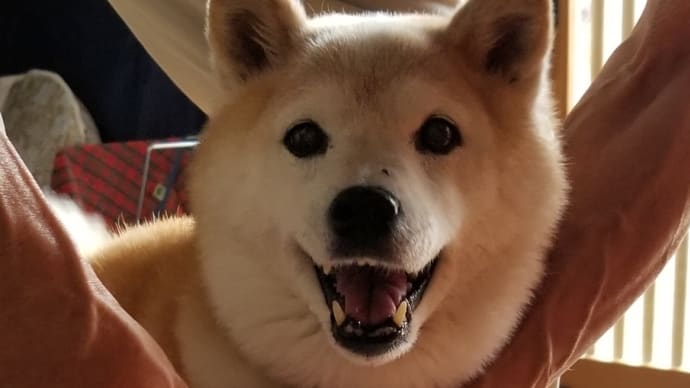 ただいま~クリン