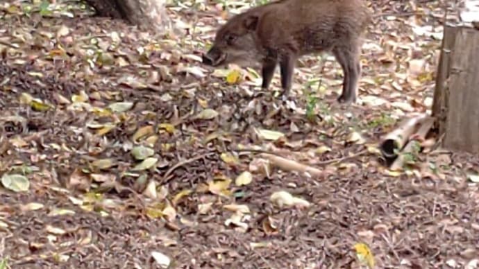 人生初！の野生の動物に出会う・・・