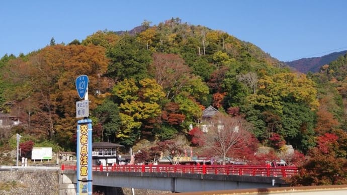 紅・黄色に染まる永源寺からメタセコイアへ