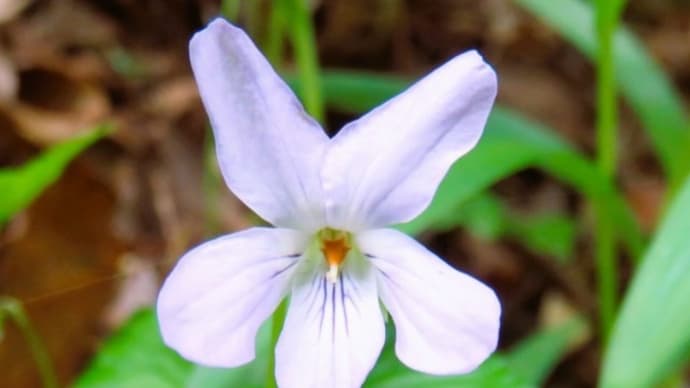 Viola grypoceras