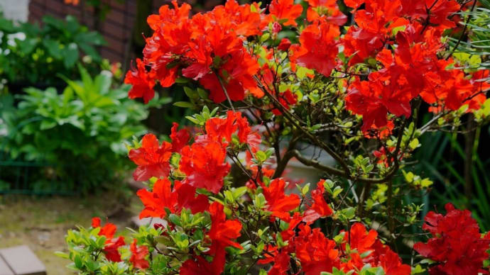 ●我が家の5月の花(1) のとキリシマが見ごろに シラー・カンパヌラータ ハナカンザシ