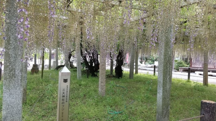 藤の花
