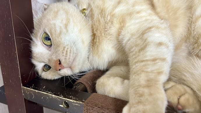 キャットタワーの上では。