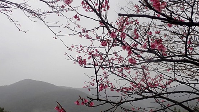 今日は終日、シトシト雨でした