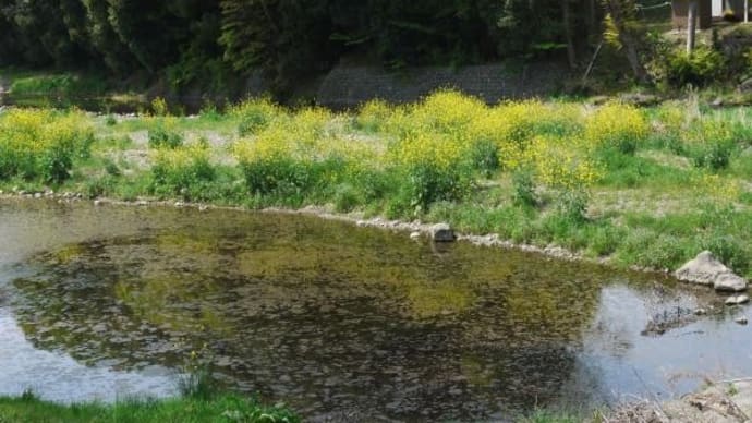 2024年 4月20日(土)の「日和田山・巾着田・高麗峠・天覧山」(8)