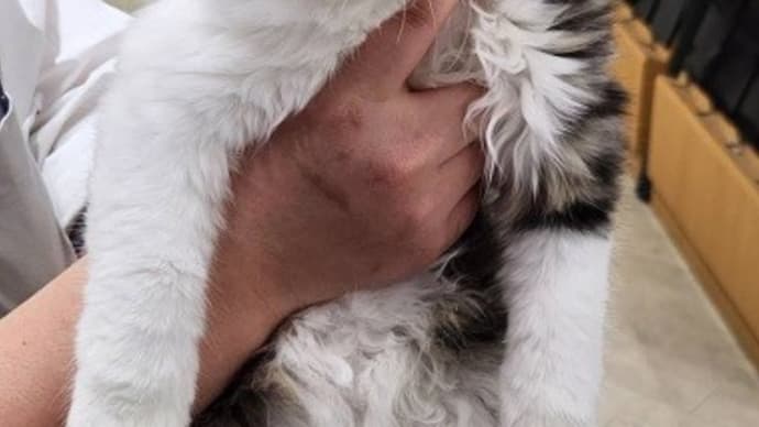 😸我が名はマオマオ(猫猫)