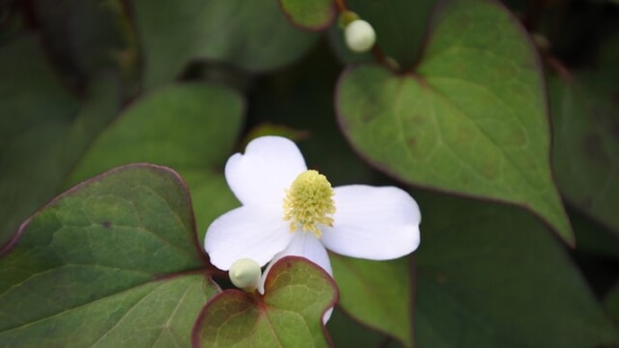 野草の生命力を感じながら