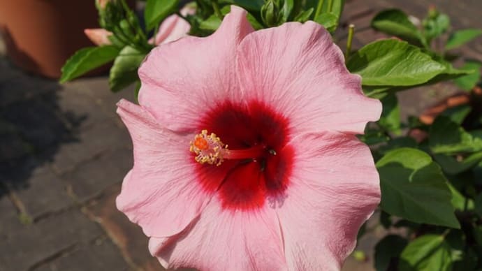 夏~秋の花:ハイビスカス②