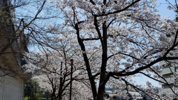 遊歩道の桜のトンネル~~♬