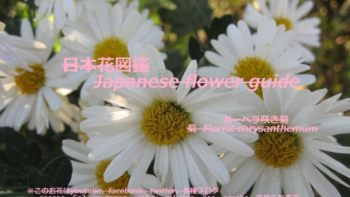 木陰に煌めく?!Glitter in the shade of a tree? !!