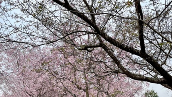 春色を追いかけて★枝垂れ桜&菜の花&ムラサキハナナ