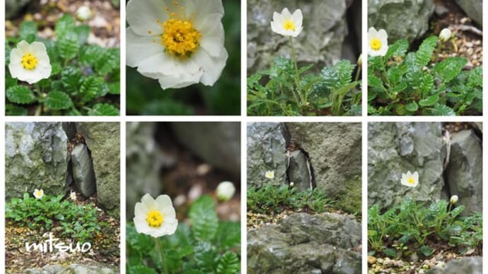 「長之助の花が咲きました」 MY GARDEN 2022.06.10日撮影