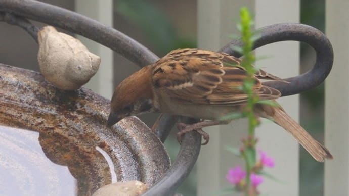 雀がお水を飲む地味な動画です